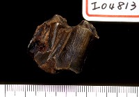 藏品(牛牙)的圖片